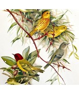 Eastern &amp; Alaska &amp; Mangrove Warblers 1957 Lithograph Bird Print John Dic... - $49.99