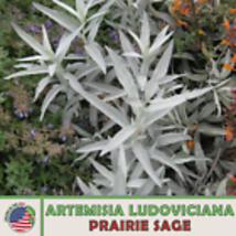 Prairie Sage 300 Seeds, Artemisia ludoviciana, Native Wildflower &amp; Bee Attractor - £10.21 GBP