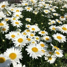 Shasta Daisy Seeds 200 Flower Perrenial White Flower - £9.12 GBP