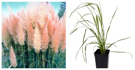 NEW ! Pink Pampas Grass - Cortaderia selloana rosea - 2.5&quot; Pot - £19.80 GBP