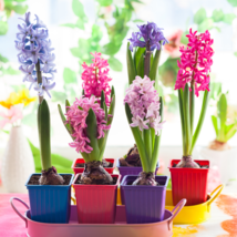 Color Mixing Hyacinth Easy Grow - 1 Seeds - £13.83 GBP