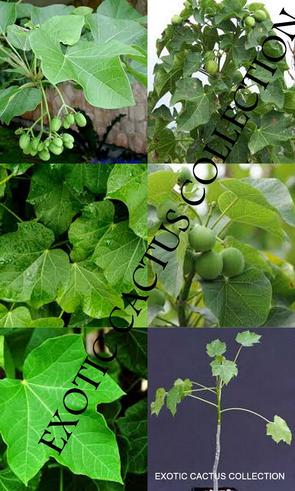Organic Jatropha Curcas LEAF Physic Nut barbados plant bush biodisel  25 LEAVES - $19.79