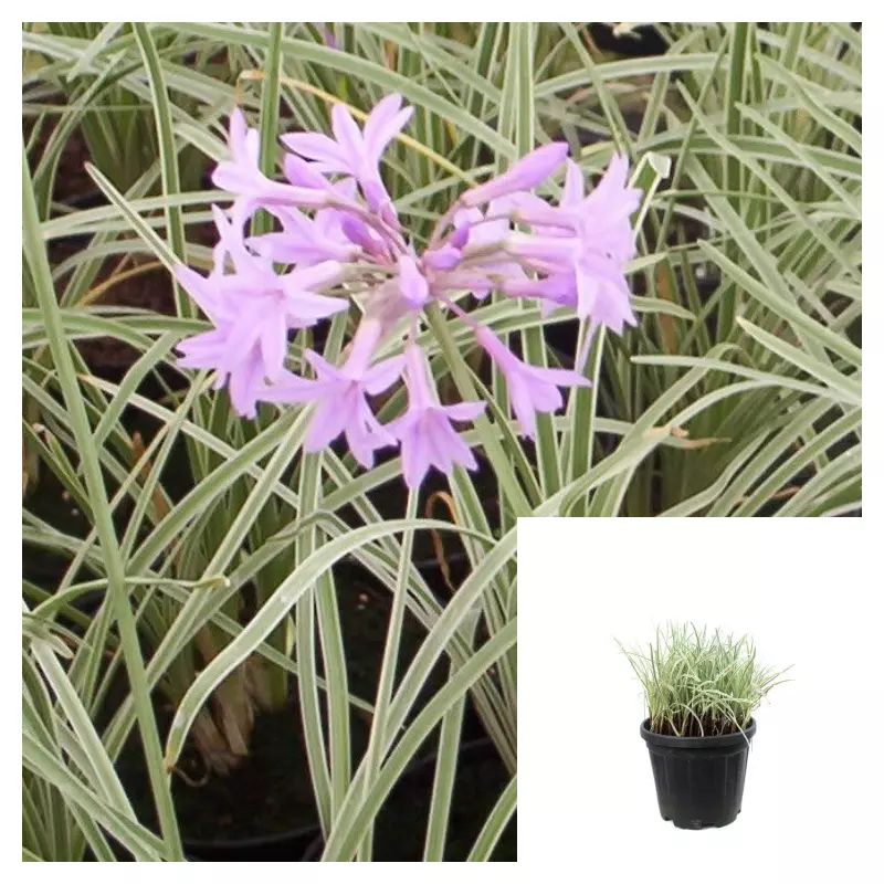 Tulbaghia Violacea Variegated 4&quot; Plant Variegated Society Garlic Live Plant - $18.80