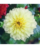 25 Serenade Dahlia Perennial Flowers Seeds Flowering Blooming seeds US F... - $8.98
