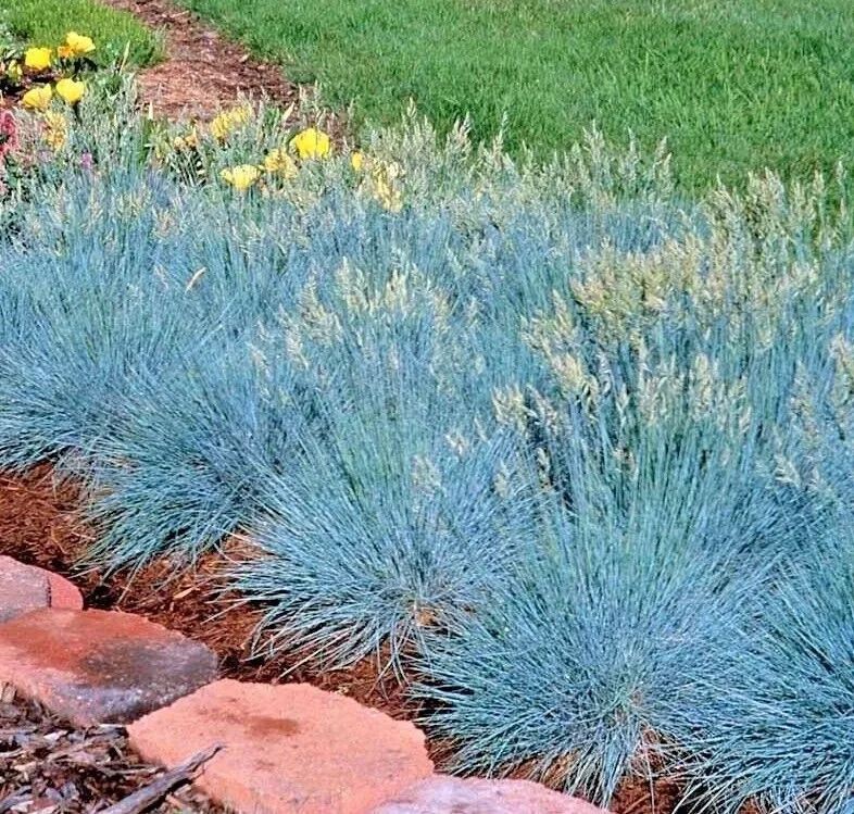BLUE FESCUE Ornamental Grass ClumpingDrought Tolerant Low Maintenance 50... - $6.99