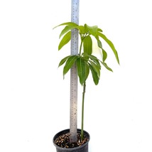 Grafted Mango Mallika (Mangifera) Live Fruit Tree 2’-3’ Tall - £105.51 GBP