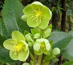 OKB 20 Corsican Hellebore Seeds - Electric Green Flowered Helleborus Arg... - $12.85