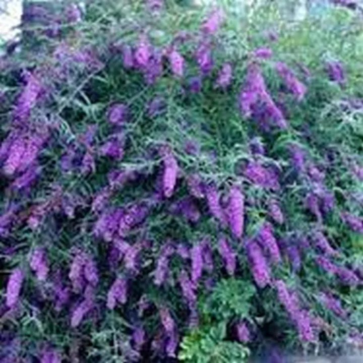 25 Seeds Butterfly Bush Violet Seller US - £7.62 GBP