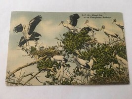 Vintage Postcard Posted 1947 Linen Stork Wood Ibis In Everglades Rookery - £1.00 GBP
