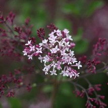 25+ Red Pixie Lilac Seeds Tree Fragrant Flowers Perennial Seed Flower 97... - $9.99