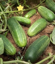 BEST 25 Seeds Easy To Grow Iowa Cucumbers 52 Day Harvest 5&quot;&quot; Long Cucks ... - £7.86 GBP
