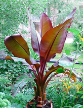 Ensete Maurelii Red Abyssinian Banana Cold Hardy Tropical Banana Plant USA Selle - $57.92