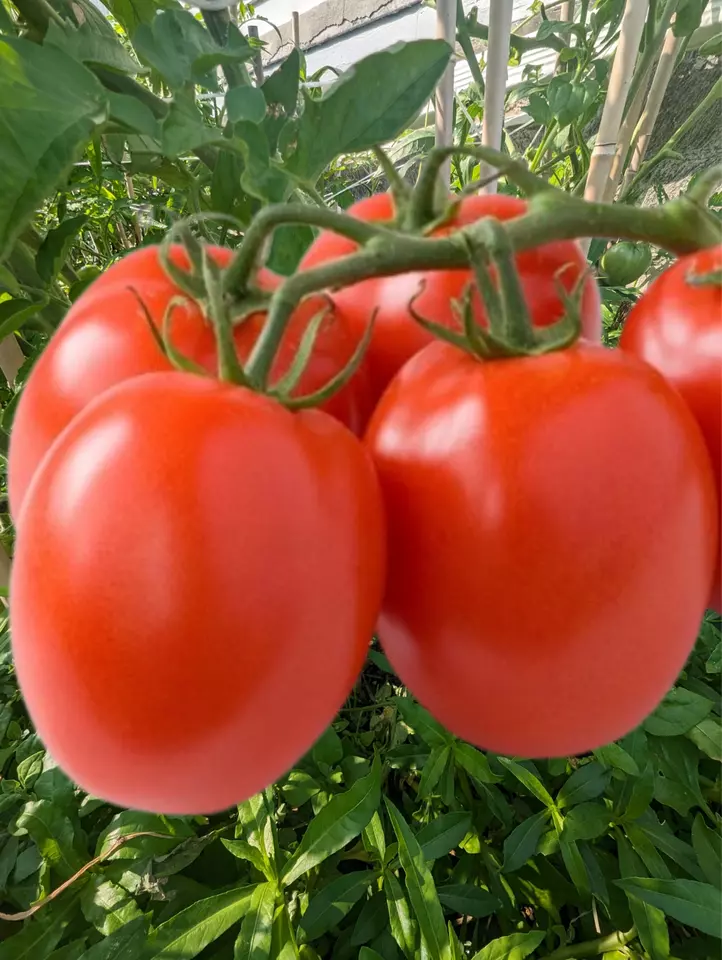 JGBO Roma Tomato Seeds, Heirloom, Non GMO 100 Seeds USA Seller - £6.87 GBP