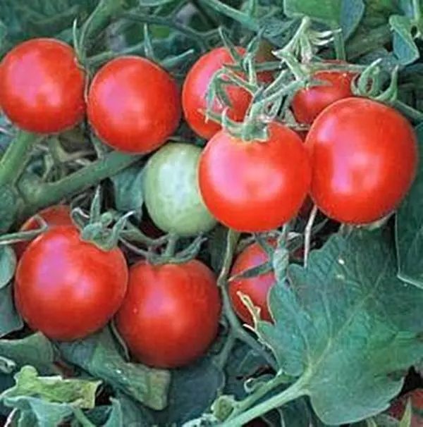 Dendi Store Baxter&#39;s Early Bush Cherry Tomato Seeds Heirloom Organic 20 ... - £7.09 GBP