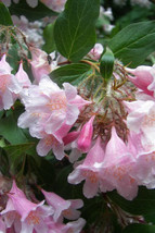 New Fresh Seeds 10 Beauty Bush Shrub Beautybush Kolkwitzia Amabilis Flower Seeds - $14.90