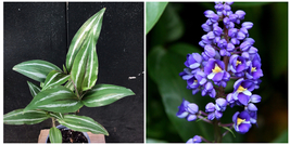 Dichorisandra thyrsiflora Blue Ginger Live Plant in 4&quot; pot - £55.81 GBP