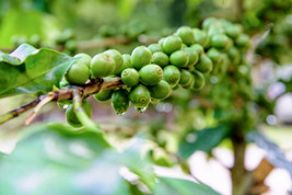 10 Dwarf Arabica Coffee Plant Authentic Seeds Coffee Bean Tree - £4.70 GBP
