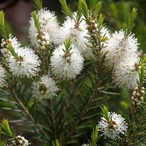 Australian Tea Tree Seeds Melaleuca Alternifolia Packet Of 50 Seeds USA SELLER F - $19.94