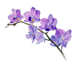 Purple Vine Orchid Orchidaceae Wild Flower Blossom Vinyl Decal Decor Sticker Art - £5.44 GBP+