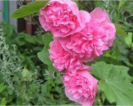 15+ Hollyhock Pink Double Chaters Alcea Rosea Flower Seeds A135 Fresh - £8.06 GBP