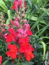 300 Seeds Snapdragon Deep Orange Flame Annual GiftFrom US - £6.60 GBP