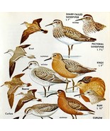 Sandpipers And Other Shore Birds Varieties 1966 Color Art Print Nature A... - $376.05 MXN