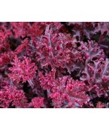 Pink Plant Melting Fire Coral Bells Heuchera With Flowers Perennial Live... - $40.82