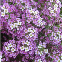 100 pcs/lot Alyssum -s-Lobularia maritima Flower -s Home Garden Multi-Co... - $6.99