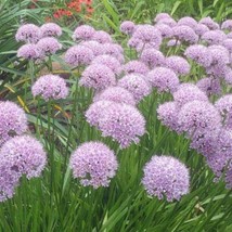 Allium Senescens Aging Or Broadleaf Chives German Garlic 5 Seeds Fresh Seeds - $19.20