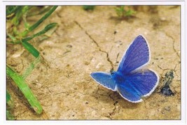 Postcard Blue Butterfly Leaves - £2.37 GBP