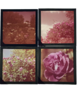 4 Diff 1950s Pink Roses Flowers Gardens Glass Plate Photo Slide Magic La... - £14.64 GBP