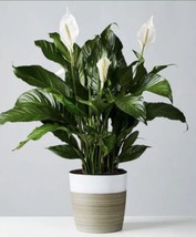 Fresh Peace Lily Spathiphyllum - 10 Seeds 2023 - Usa - $20.98