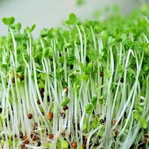 1 Oz Calabrese Sprouting Broccoli Seeds Organic Microgreens Juicing Sprouts S Fr - $18.00