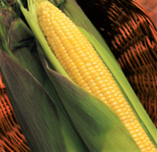 30 Pcs Sweet Yellow Corn Seeds #MNTS - £6.35 GBP