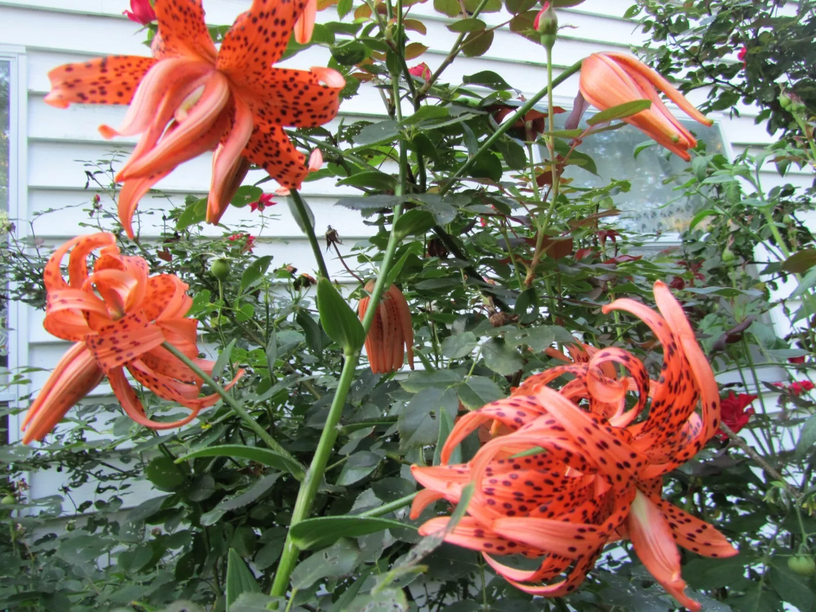 3 Starter Plants Lilium Lancifolium Double Tiger Lily Flore Pleno 3 -6&#39;&#39;... - $17.00