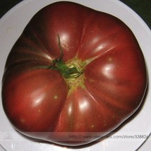 100 Seeds Organic Brandywine True Black Lycopersicon Lycopersicum Tomato Sweet T - £4.80 GBP