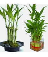 Lucky Bamboo Plant seeds, Feng Shui, GIFT, Live Plant Seeds Wedding Favors - $10.61 CAD