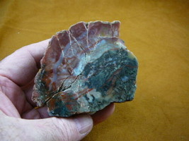 (DF706-3) 10 Oz Fossil Real Dinosaur Poop Coprolite Dino Utah Jurassic Dung Scat - £33.72 GBP