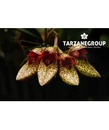 BULBOPHYLLUM FROSTII SMALL ORCHID MOUNTED - $33.00