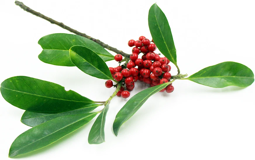 Exotic Yerba Mate live starter plant pestide free. Grow your own Yerba Mate - €4,10 EUR Exotic Yerba Mate live starter plant pestide free. Grow your own Yerba Mate - €4,10 EUR