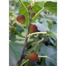 Live Starter Plant &quot;Beer&#39;s Black&quot; Fig Fruit Tree &quot;Ficus Caric&quot;  Outdoor Living - £37.56 GBP