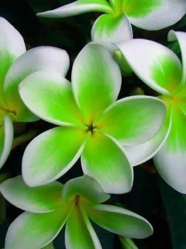 New Fresh 5 Green White Plumeria Seeds Plants Flower Lei Hawaiian Flowe - £10.95 GBP