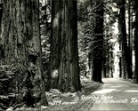 RPPC Trees Along Highway In Serried Ranks the Redwoods Stand CA UNP Post... - £5.41 GBP