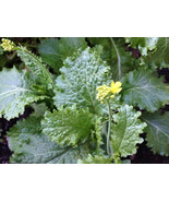 HeirloomSupplySuccess 100 Heirloom Yellow Mustard Seeds - £2.35 GBP