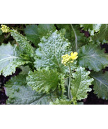 HeirloomSupplySuccess 100 Heirloom Yellow Mustard Seeds - $2.99