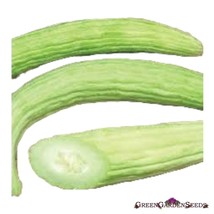 Armenian Cucumber Seedsmetki Palewhite Serpentnongmoburples25 SeedsFrom US  - $8.35