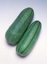 Grow In US 40 Pickling Melon Green Striped Cucumis Melo Var Conomom Seed - £7.73 GBP