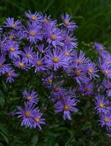 123 Prairie Aster Seeds Known Also As Tahoka Daisy Or Aster Tanacetifolia From U - $10.97