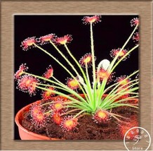 Fresh Sundew Carnivorous Potted Plant Seeds C1 - £9.08 GBP