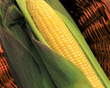 Kandy Korn Yellow Sweet Corn Seeds Red Husk Eh Hybrid Untreated Vegetable  - £4.63 GBP